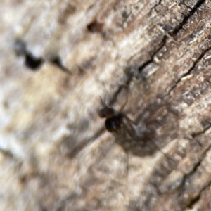 Sylvicola (genus) at Campbell, ACT - 24 Sep 2023 01:05 PM