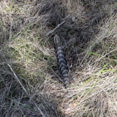 Tiliqua scincoides scincoides (Eastern Blue-tongue) at Mount Ainslie to Black Mountain - 24 Sep 2023 by Hejor1