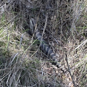 Tiliqua scincoides scincoides at Campbell, ACT - 24 Sep 2023