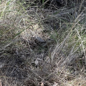 Tiliqua scincoides scincoides at Campbell, ACT - 24 Sep 2023 12:39 PM