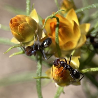 Iridomyrmex rufoniger (Tufted Tyrant Ant) at Campbell, ACT - 24 Sep 2023 by Hejor1