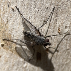 Senostoma sp. (genus) (A parasitoid tachinid fly) at Mount Pleasant - 24 Sep 2023 by Hejor1