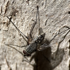 Senostoma sp. (genus) at Campbell, ACT - 24 Sep 2023