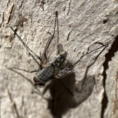 Senostoma sp. (genus) at Campbell, ACT - 24 Sep 2023