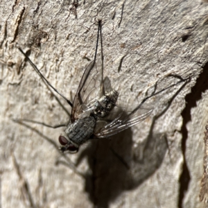 Senostoma sp. (genus) at Campbell, ACT - 24 Sep 2023