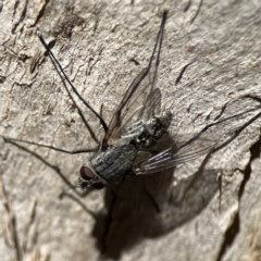 Senostoma sp. (genus) at Campbell, ACT - 24 Sep 2023 12:47 PM