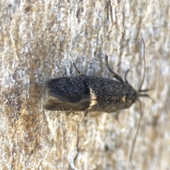 Leistomorpha brontoscopa (A concealer moth) at Mount Pleasant - 24 Sep 2023 by Hejor1