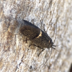 Leistomorpha brontoscopa at Campbell, ACT - 24 Sep 2023