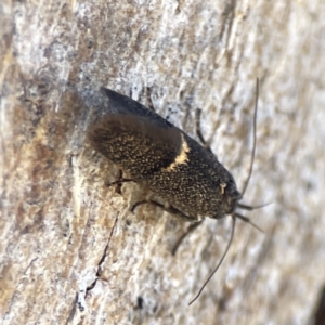 Leistomorpha brontoscopa at Campbell, ACT - 24 Sep 2023