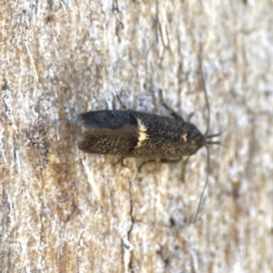 Leistomorpha brontoscopa at Campbell, ACT - 24 Sep 2023 01:04 PM