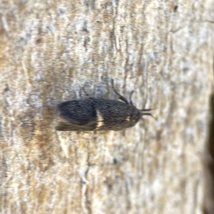 Leistomorpha brontoscopa at Campbell, ACT - 24 Sep 2023