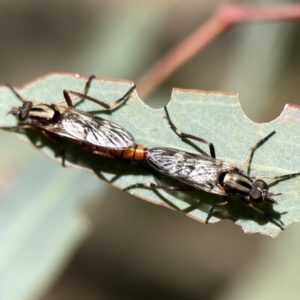 Ectinorhynchus sp. (genus) at Campbell, ACT - 24 Sep 2023 01:40 PM