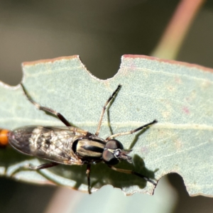 Ectinorhynchus sp. (genus) at Campbell, ACT - 24 Sep 2023 01:40 PM