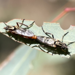 Ectinorhynchus sp. (genus) at Campbell, ACT - 24 Sep 2023 01:40 PM