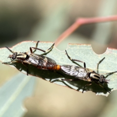 Ectinorhynchus sp. (genus) at Campbell, ACT - 24 Sep 2023 01:40 PM