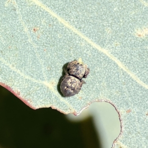 Simaethula sp. (genus) at Campbell, ACT - 24 Sep 2023