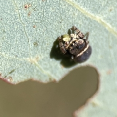 Simaethula sp. (genus) at Campbell, ACT - 24 Sep 2023