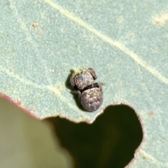 Simaethula sp. (genus) at Campbell, ACT - 24 Sep 2023