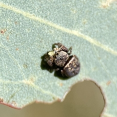 Simaethula sp. (genus) at Campbell, ACT - 24 Sep 2023