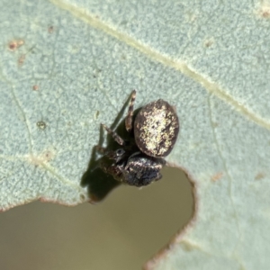 Simaethula sp. (genus) at Campbell, ACT - 24 Sep 2023