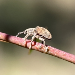 Gonipterus sp. (genus) (Eucalyptus Weevil) at Mount Ainslie to Black Mountain - 24 Sep 2023 by Hejor1