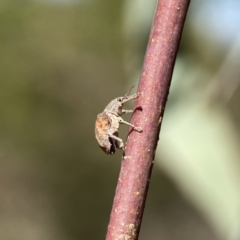 Gonipterus sp. (genus) at Campbell, ACT - 24 Sep 2023