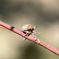 Gonipterus sp. (genus) at Campbell, ACT - 24 Sep 2023