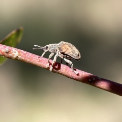 Gonipterus sp. (genus) at Campbell, ACT - 24 Sep 2023