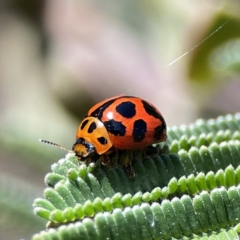 Peltoschema oceanica (Oceanica leaf beetle) at Mount Ainslie to Black Mountain - 24 Sep 2023 by Hejor1