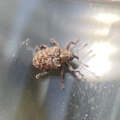 Unidentified Weevil (Curculionoidea) at Campbell, ACT - 24 Sep 2023 by Hejor1