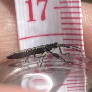 Rhinotia sp. (genus) at Campbell, ACT - 24 Sep 2023 02:02 PM