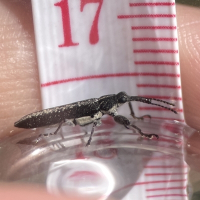 Rhinotia sp. (genus) (Unidentified Rhinotia weevil) at Campbell, ACT - 24 Sep 2023 by Hejor1