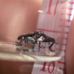 Rhinotia sp. (genus) at Campbell, ACT - 24 Sep 2023 02:02 PM