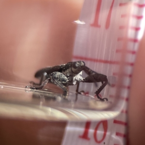 Rhinotia sp. (genus) at Campbell, ACT - 24 Sep 2023