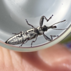 Rhinotia sp. (genus) at Campbell, ACT - 24 Sep 2023