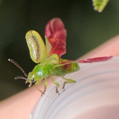 Calomela juncta (Leaf beetle) at Campbell, ACT - 24 Sep 2023 by Hejor1