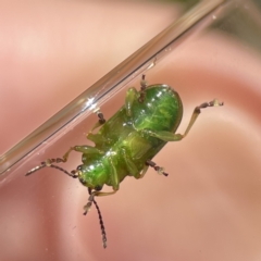 Calomela juncta at Campbell, ACT - 24 Sep 2023 02:08 PM