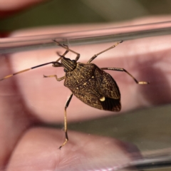 Poecilometis strigatus (Gum Tree Shield Bug) at Mount Ainslie to Black Mountain - 24 Sep 2023 by Hejor1