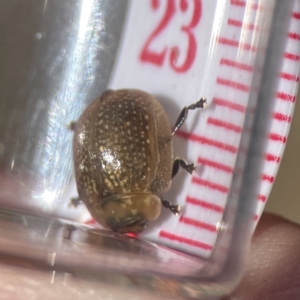 Paropsisterna cloelia at Campbell, ACT - 24 Sep 2023 02:21 PM