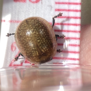 Paropsisterna cloelia at Campbell, ACT - 24 Sep 2023 02:21 PM