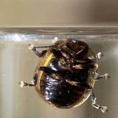 Paropsisterna cloelia at Campbell, ACT - 24 Sep 2023 02:21 PM