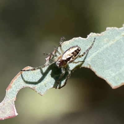 Plebs bradleyi (Enamelled spider) at Campbell, ACT - 24 Sep 2023 by Hejor1