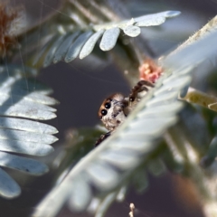 Opisthoncus sp. (genus) (Opisthoncus jumping spider) at Mount Ainslie to Black Mountain - 24 Sep 2023 by Hejor1