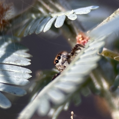 Opisthoncus sp. (genus) (Unidentified Opisthoncus jumping spider) at Mount Ainslie to Black Mountain - 24 Sep 2023 by Hejor1