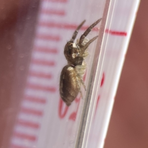 Opisthoncus sp. (genus) at Campbell, ACT - 24 Sep 2023