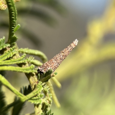 Lepidoscia (genus) IMMATURE (Unidentified Cone Case Moth larva, pupa, or case) at Mount Ainslie to Black Mountain - 24 Sep 2023 by Hejor1