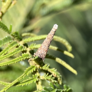 Lepidoscia (genus) IMMATURE at Campbell, ACT - 24 Sep 2023