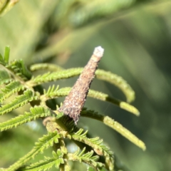 Lepidoscia (genus) IMMATURE at Campbell, ACT - 24 Sep 2023