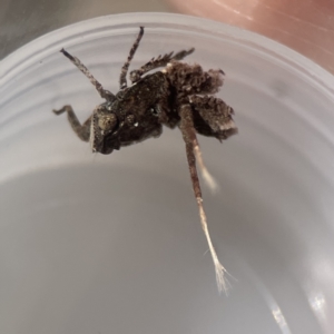 Platybrachys sp. (genus) at Mount Ainslie to Black Mountain - 24 Sep 2023