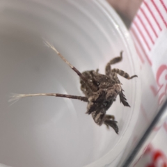 Platybrachys sp. (genus) at Mount Ainslie to Black Mountain - 24 Sep 2023